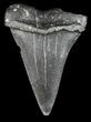 Large, Fossil Mako Shark Tooth - Georgia #43054-1